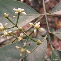 Glyptopetalum zeylanicum Thwaites